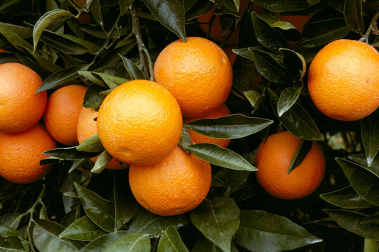 Citrus Orange Seeds - 20 PCS Big Sweet Fruit Seeds (Citrus sinensis) for DIY Home Gardening, Perennial, Outdoor Use