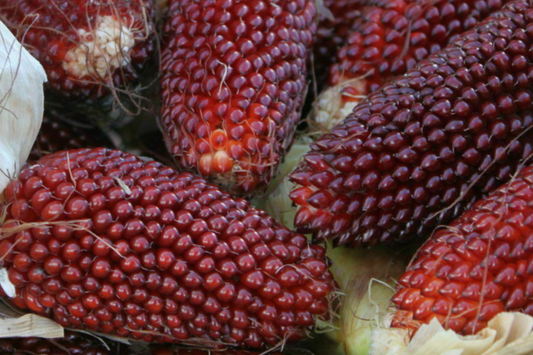 20 PCS Strawberry Fruit Corn Seeds - Rare Beautiful Seeds for Outdoor Garden - Zea mays (E81)