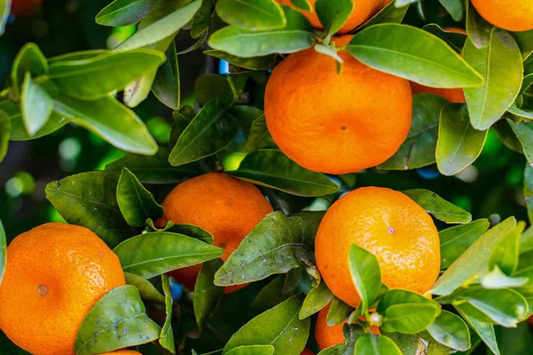 Citrus Orange Seeds - 20 PCS Sweet Fruit Seeds (Citrus sinensis) for DIY Home Gardening, Perennial Outdoor Use