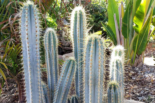 Pilosocereus Azureus "˜Blue Torch’ Cactus | 4" Live Cutting | Rare Blue Cactus | Easy to Root | Night-Blooming |