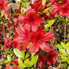 Midnight Flare Azalea | Live Rooted Starter Plant (2-8") | Deciduous Rhododendron Shrub |