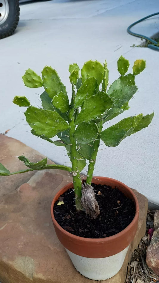 Brazilian Prickly Pear Cactus with Roots - 6-8 Inches - Opuntia spp. - Live Plant for Gardening, Indoor/Outdoor Decor